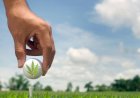 The real truth about CBD and how it can affect your golf game